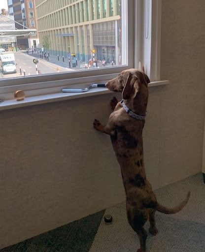 dog_office_window