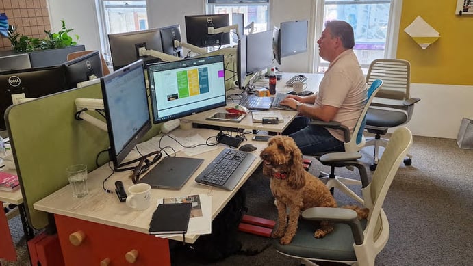 dog_work_desk_screens